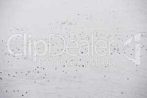 Atlantic puffin, Fratercula arctica