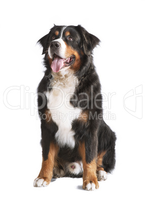 Berner Sennenhund Freigestellt