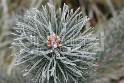 Hoarfrost on the coniferous twig