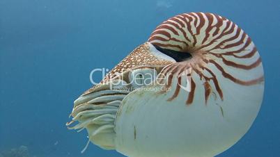 Great diving with an amazing mollusks the Nautilus near the archipelago of Palau