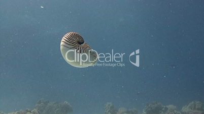 Great diving with an amazing mollusks the Nautilus near the archipelago of Palau