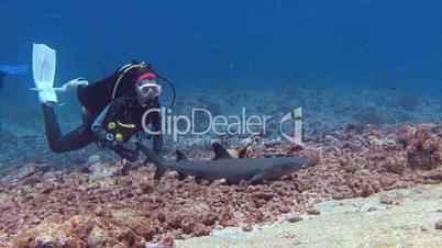 Exciting diving with reef sharks near the archipelago of Palau