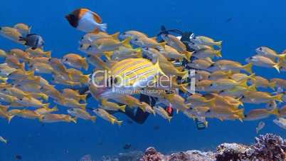 Underwater videographer, filming a flock of Kashmiri snappers in the Andaman sea near Thailand