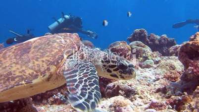 Great diving with sea turtles near the archipelago of Palau