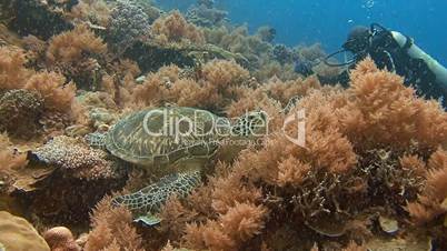 Great diving with sea turtles near the archipelago of Palau