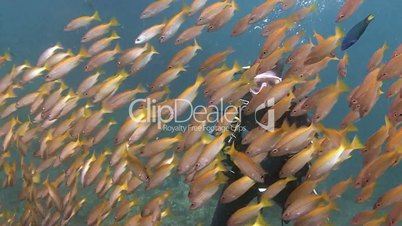 Huge flocks of snappers in the Andaman sea near Thailand