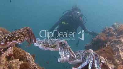 Mesmerizing mating dance of Pharaoh cuttlefish for one of the divers in the Andaman sea near Thailand