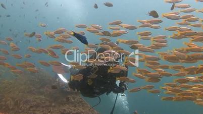 Huge flocks of snappers in the Andaman sea near Thailand