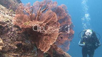 Amazing gorgonian corals in the Andaman sea near Thailand