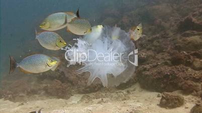 Tropical fish, abyudaya jellyfish in the Andaman sea near Thailand