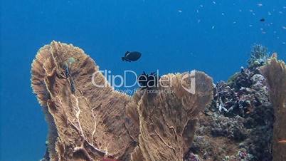 Amazing gorgonian corals in the Andaman sea near Thailand