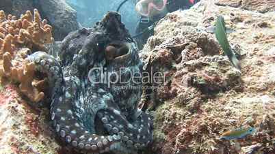 Interesting diving with octopus in the Andaman sea near Thailand