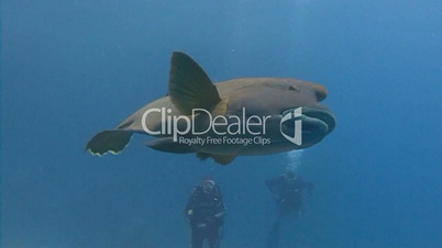 Fun diving with Napoleon fish in the Red sea