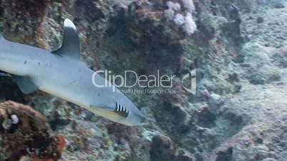 The angry reef shark in the Red sea