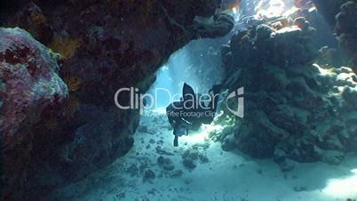 Exciting diving in the underwater cave reef St Johns Red sea