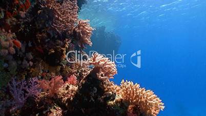 Picturesque colorful coral reef in the Red sea