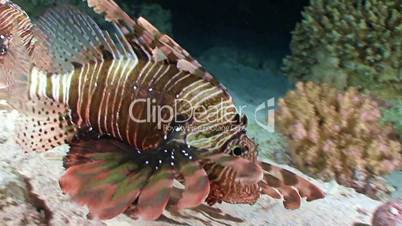 Interesting night diving with hunting the lionfish in the Red sea