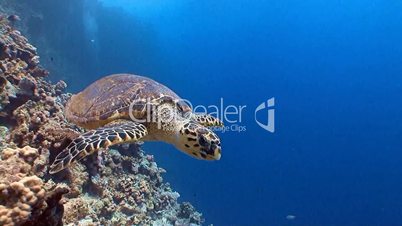 Fun diving with a sea turtle in the Red sea