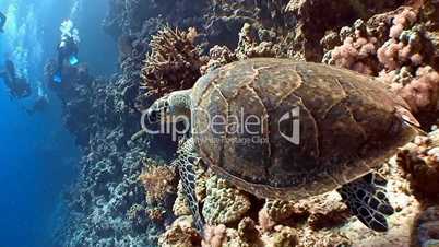 Fun diving with a sea turtle in the Red sea
