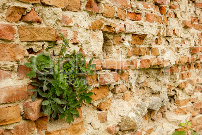 Ancient city wall of bricks