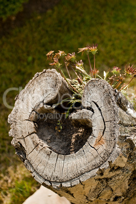 Old cut tree stump in the form