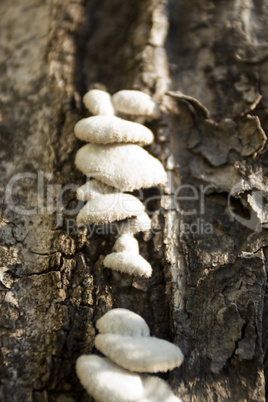 Mushrooms growing on tree bark