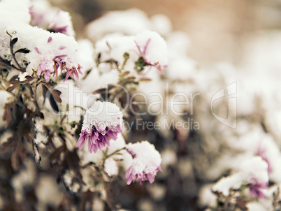 pink flowers sprinkled with fallen snow