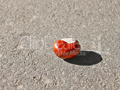 Chestnut fruit on the asphalt