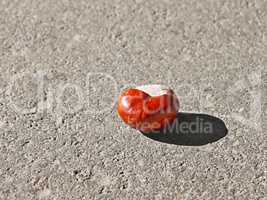 Chestnut fruit on the asphalt