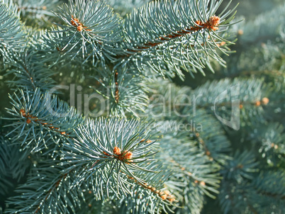 Blue spruce branches close-up