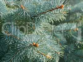 Blue spruce branches close-up