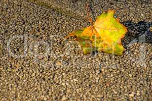 herbstlich verfärbtes Blatt