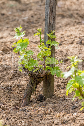 Grape plant