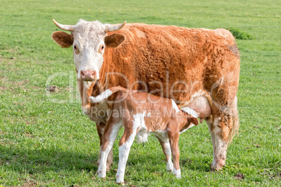 Young calf and your mutter