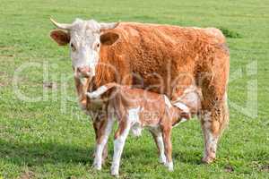 Young calf and your mutter