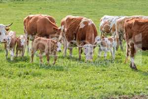 Hungarian cows