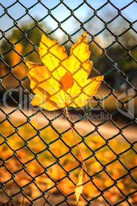 Yellow leaves on the grid