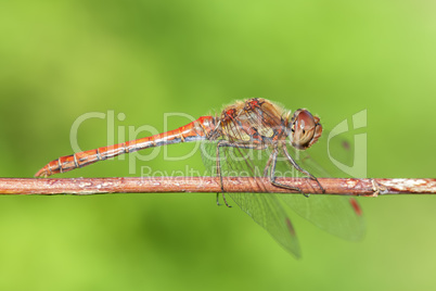 Gemeine Heidelibelle - Sympetrum vulgatum