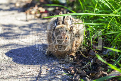 Hase - Jungtier am Straßenrand