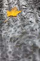 Single Autumn Fall Leaf Rain Wet Weather Background