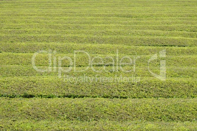 teeplantage