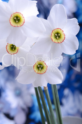 Yellow and white narcissuses