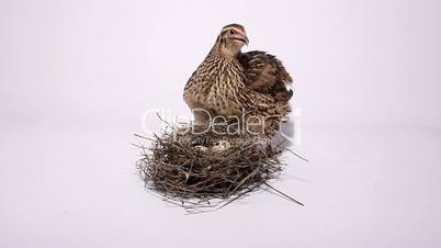 Quail near the nest with eggs on a white background