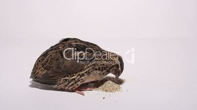 quail pecking for food on a white background