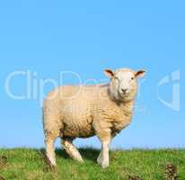 Sheep standing on seawall