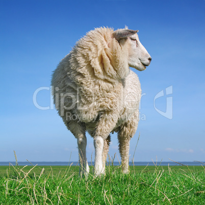 The looking sheep