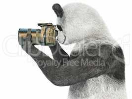 panda animail character photographer camera takes picture isolated background 3d cg render illustration