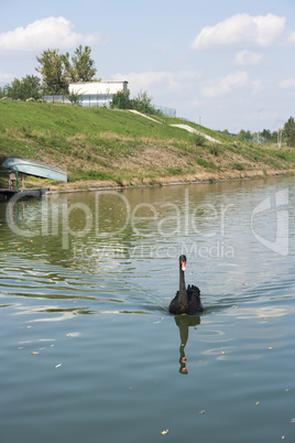 Black Swan in their natural habitat