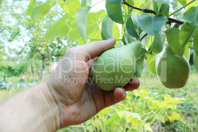 hand plucking the fruit of pear hand plucking the fruit of pear