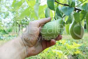 hand plucking the fruit of pear